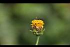 鬼針草-花03.jpg