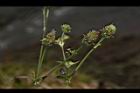 鬼針草-花08.JPG