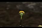 鬼針草-花11.JPG