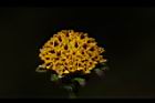 鬼針草-花13.JPG