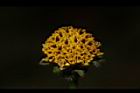 鬼針草-花14.JPG
