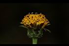 鬼針草-花17.JPG