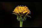 鬼針草-花19.JPG