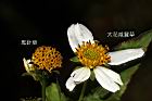 鬼針草-花21.JPG