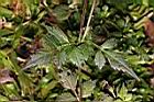 鬼針草-葉01.JPG