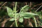 鬼針草-葉背2.jpg