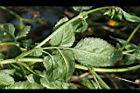 鬼針草-葉背3.jpg