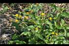 鬼針草03.jpg