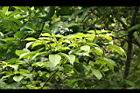 魚木-葉10.jpg