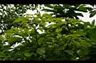 魚木07.jpg