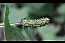 魚腥草-實00.JPG