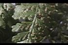 魚鱗蕨-孢子19.JPG