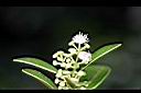 魯花樹-花04.jpg