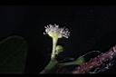 魯花樹-花11.JPG
