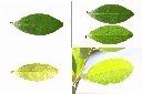 魯花樹-葉.jpg