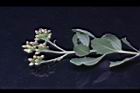 鯽魚膽-果枝03.JPG