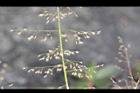 鯽魚草-果穗19.JPG