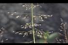 鯽魚草-果穗20.JPG