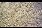 鯽魚草-果穗22.JPG