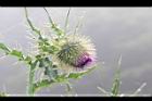 鱗毛薊-花06.JPG