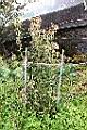 鱗毛薊04.JPG