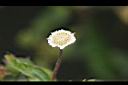 鱧腸-花2.jpg