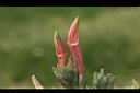 鱷嘴花-花03.JPG
