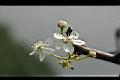 鳥梨-花1.jpg