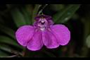鳳仙花-花28.JPG