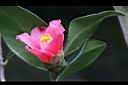 鳳凰山茶-花31.JPG