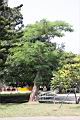鳳凰木-景觀75.jpg