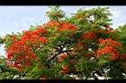 鳳凰木-花10.jpg