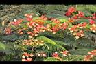 鳳凰木-花20.jpg
