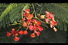 鳳凰木-花25.jpg