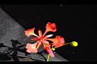 鳳凰木-花80.JPG