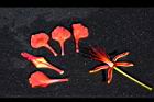 鳳凰木-花瓣06.JPG