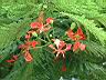 鳳凰木-花920808-10.jpg