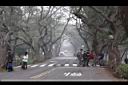 鳳凰木-景觀29.jpg