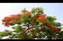 鳳凰木-花13.jpg