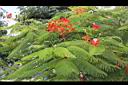 鳳凰木-花50.JPG