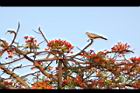 鳳凰木-古巴-花0.JPG