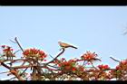 鳳凰木-古巴-花1.JPG