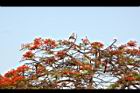 鳳凰木-古巴-花2.JPG