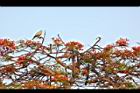 鳳凰木-古巴-花3.JPG