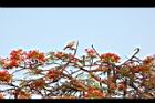 鳳凰木-古巴-花4.JPG