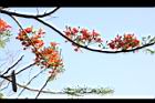 鳳凰木-古巴-花5.JPG