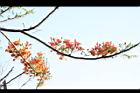 鳳凰木-古巴-花6.JPG
