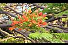 鳳凰木-古巴-花7.JPG