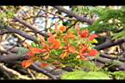 鳳凰木-古巴-花8.JPG