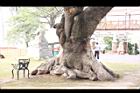 鳳凰木-板根03.jpg